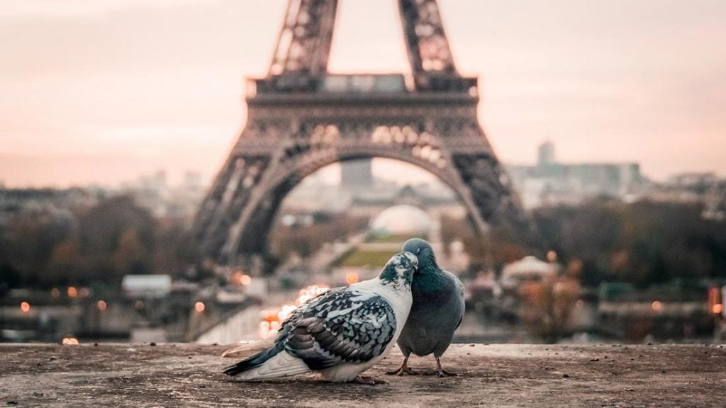 Turtelduer foran Eiffeltårnet i Paris